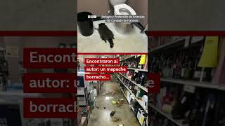 Mapache ebrio aparece desmayado en una licorería