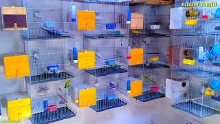 (3)سلسلة تربيه العصافير الاسترالي  |   ماذا تأكل العصافير البادجي أثناء فقس البيض??