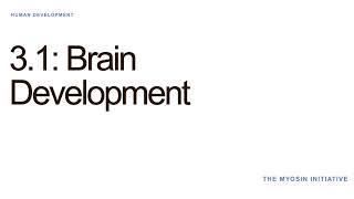 3.1 Brain Development