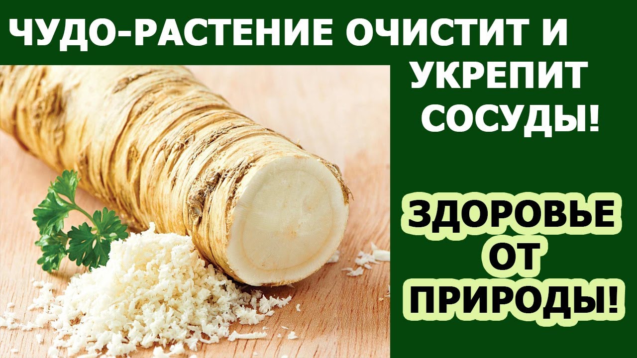 Здоровый образ жизни Как очистить сосуды в домашних условиях Польза хрена