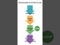 mechanism of action Etophyllin