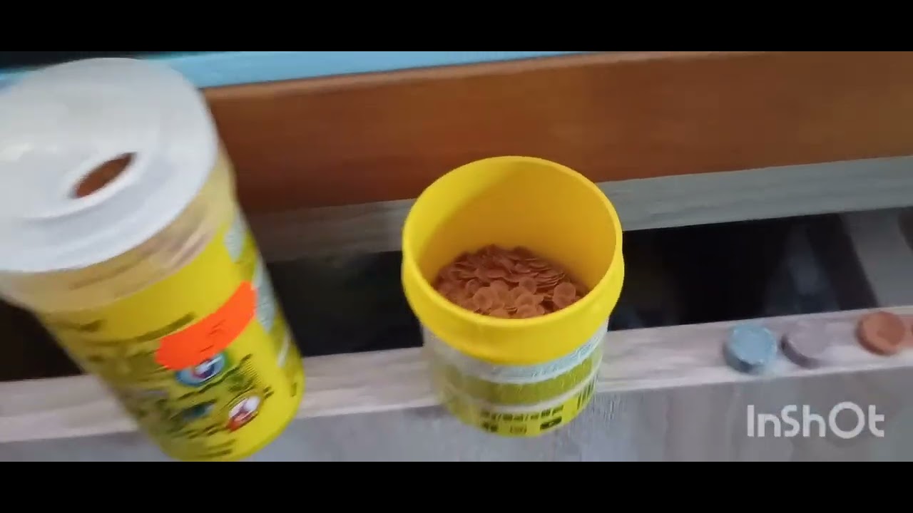 # 374 , Cześć tu Jarosław 😉, Akwarium spod Altany 😉,, Noworocznie 🐌🐌🐌🐌,,