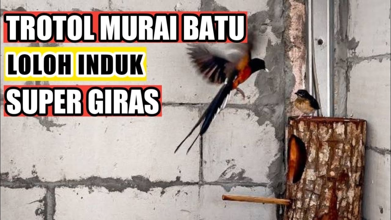 TERNAK MURAI BATU SIMPEL LOLOH INDUK !! TROTOL LOLOH INDUK !! TERNAK MURAI BATU PEMULA !!
