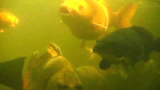 Monster Carp below the surface. screenshot 5