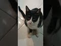 #fypシ゚viral #https #cat