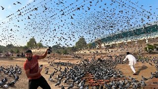 Aaj Road se 2 Bazzi walay Aseel kabutaro ko paker liya 😱😱