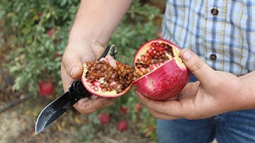 How to Control Black Heart in Pomegranate