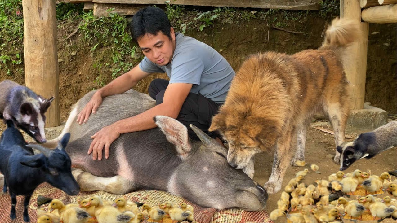 Умная коза последовала за вьетнамцем на рынок, чтобы купить утят и вырастить их.