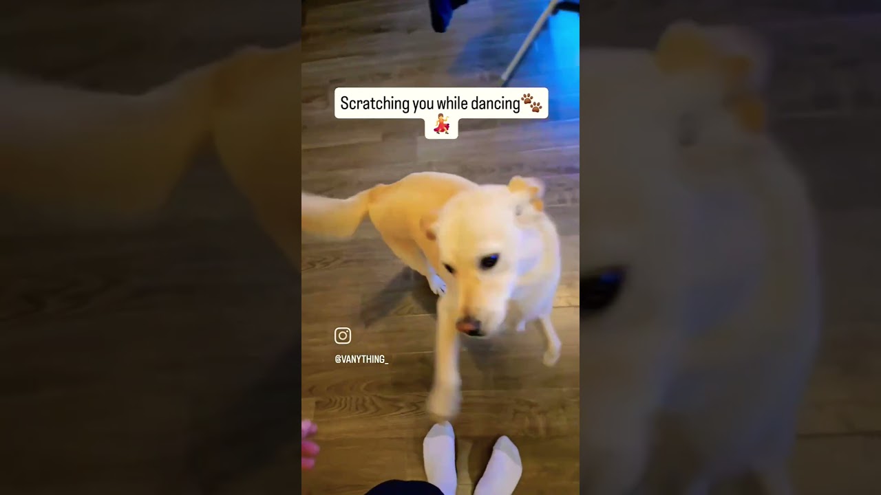 Are all Jindos like this? 🐕🐶🐾🤔