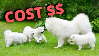 Cost To Own A Dog by Yeti’s Place 4,028 views 3 years ago 14 minutes, 38 seconds