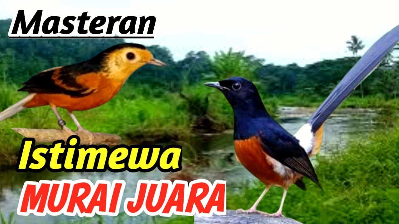 Masteran Murai Batu Suara Gemericik Air Sungai – Relaxing Nature Sound with Super Fighter Effect