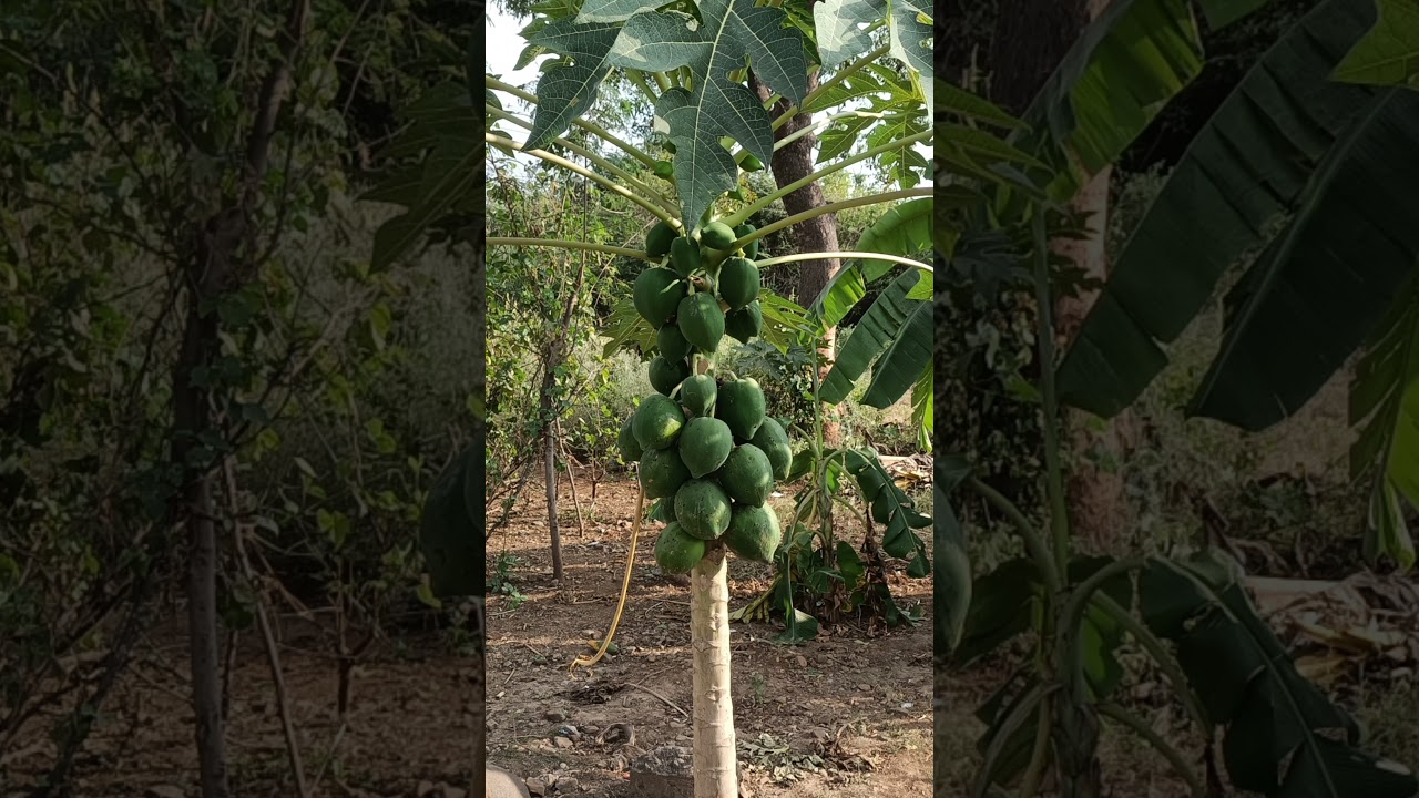 Papaya tree with papaya || world photos and videos by pjss