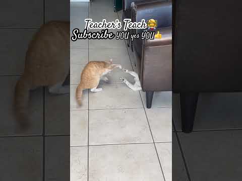 #asmrvideos 🐈You are a 👩🏼‍🏫 teacher BELIEVE IT🧐
