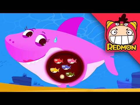 Shark Have No Bellybutton? | Baby Shark | REDMON