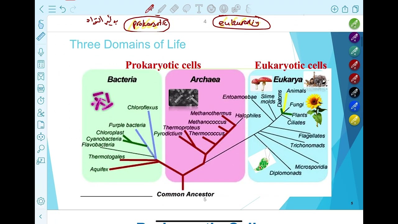 احياءً عامة -جامعة ام القرى -شابتر ١ ج ١ / خطة جديدة 