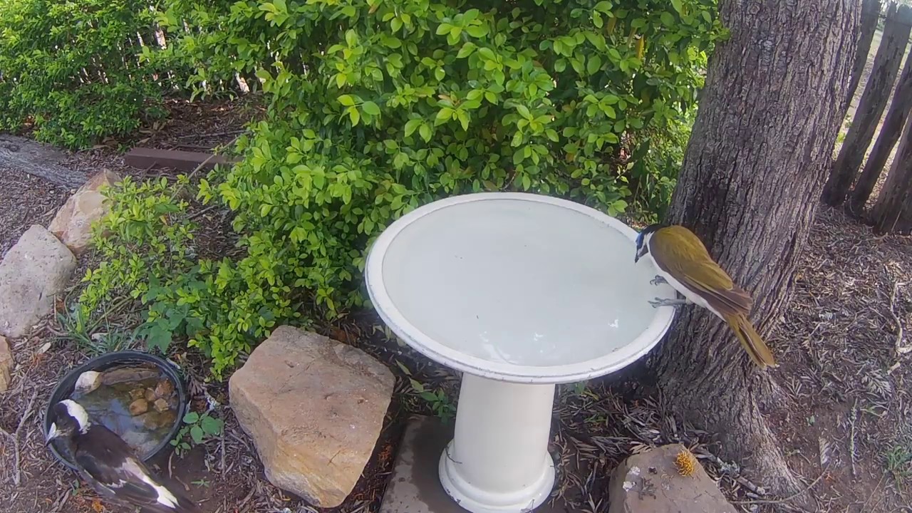 Blue-faced honeyeater drinking plus obligatory magpie 
