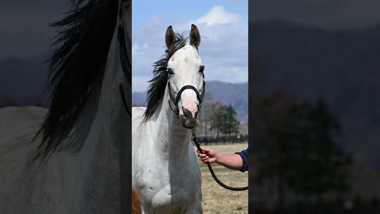 匿名送料無料 懐かしの単勝馬券 現地的中 ☆リアルインパクト 第8回