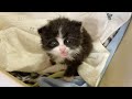 ミルクの時間になると全力で鳴き叫ぶ赤ちゃん猫 #shorts