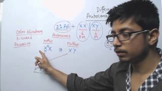 Autosomal and X Linked Inheritance