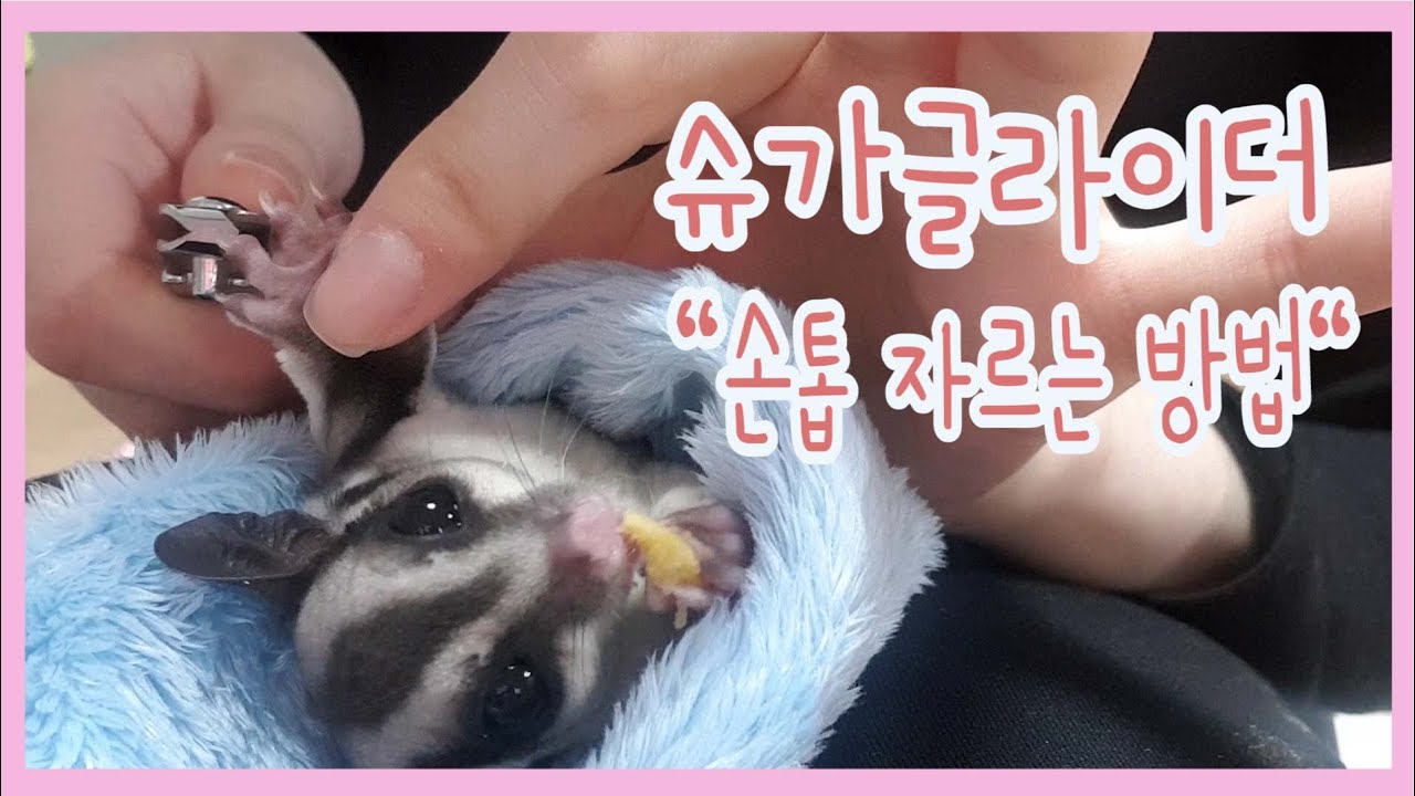 슈가글라이더 손톱자르는방법(Sugarglider nail cutting method)(sugar glider指甲剪法