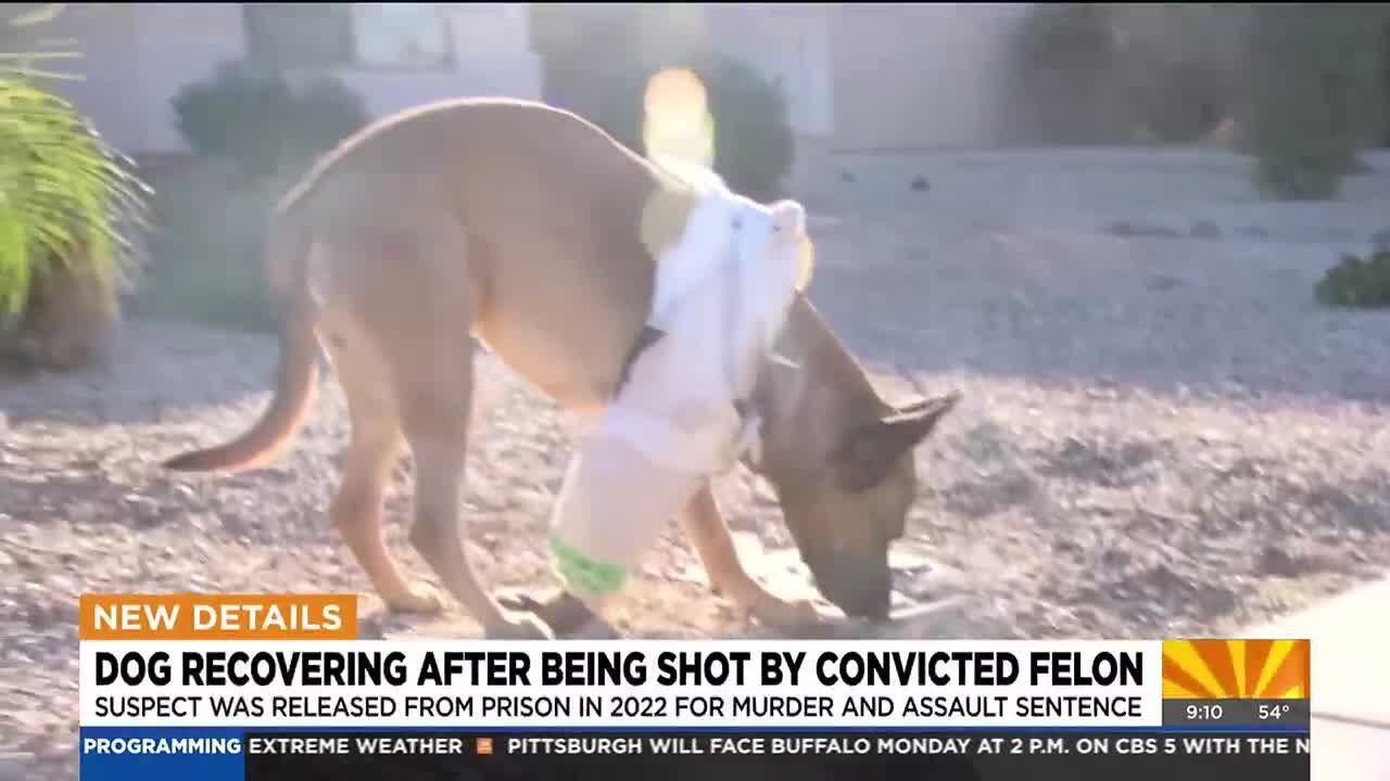 Dog recovering after being shot by convicted felon in west Phoenix ...