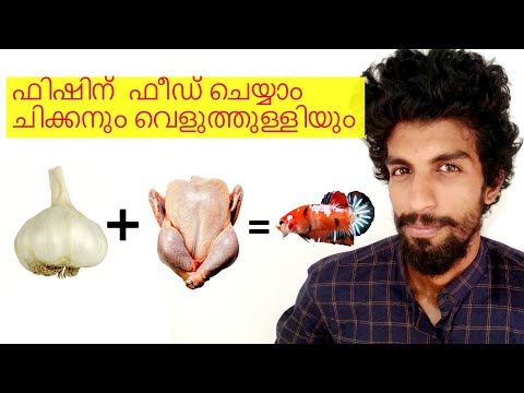 How to feed garlic and Chicken to fish | Vivek Parayil | Parayil Aqua