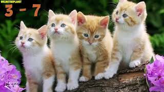 Maine Coon Cat Animal  Lovers Onlinetheplanet Videos Compilation 2019 by ONLINE THEPLANET 149 views 5 years ago 13 minutes, 42 seconds
