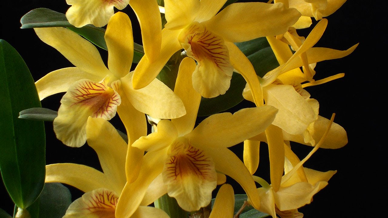 Blooming orchids - Dendrobium Stardust - thptnganamst.edu.vn