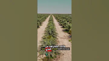 المسافة المثالية لزراعة النخيل عالم النخيل والتمور 