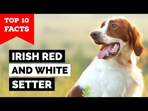 วีดีโอ: ไอริชเซ็ทเตอร์สีแดงและสีขาว