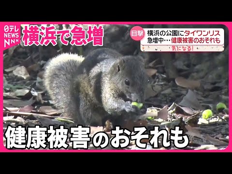 【タイワンリス】横浜で急増…鎌倉から生息域拡大  農家困惑「とうとう来たか」農作物に被害も『気になる！』