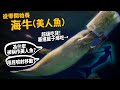 【從零開始養】海牛?(美人魚?)海牛為什麼被稱作美人魚?海牛交配競爭激烈，12男同時跟1女!?用屁噴射移動【許伯簡芝】