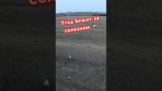 Селезень 🦆 с уткой  #весенняяохота