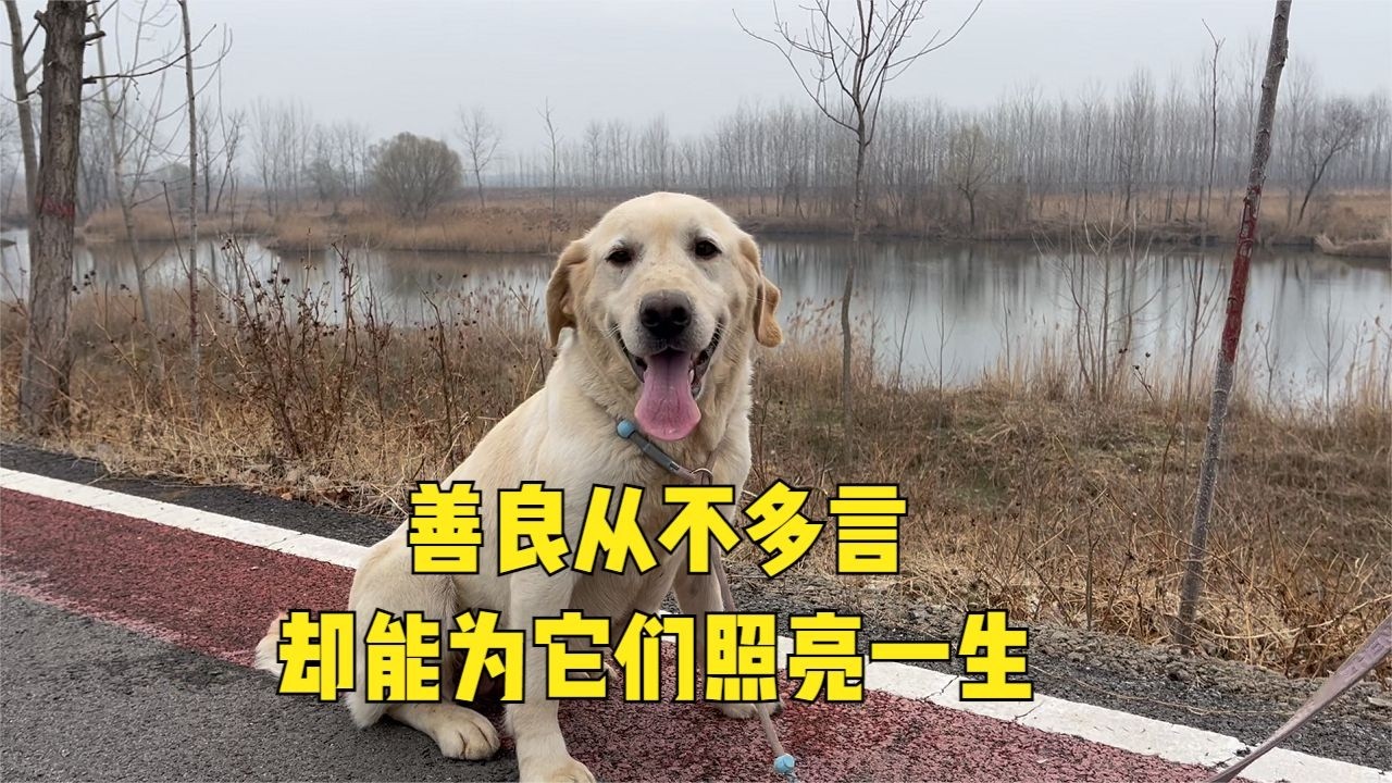 曾在狗肉車上命懸一線的拉布拉多，在小院生活半年，如今向陽奔跑