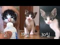 어미 잃은 새끼고양이 30일간의 변화 kitten grow 0-4 weeks