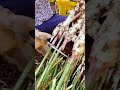 Farmers harvested large amounts of ginger and the results were satisfactory #shorts