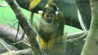 baby monkey1.AVI