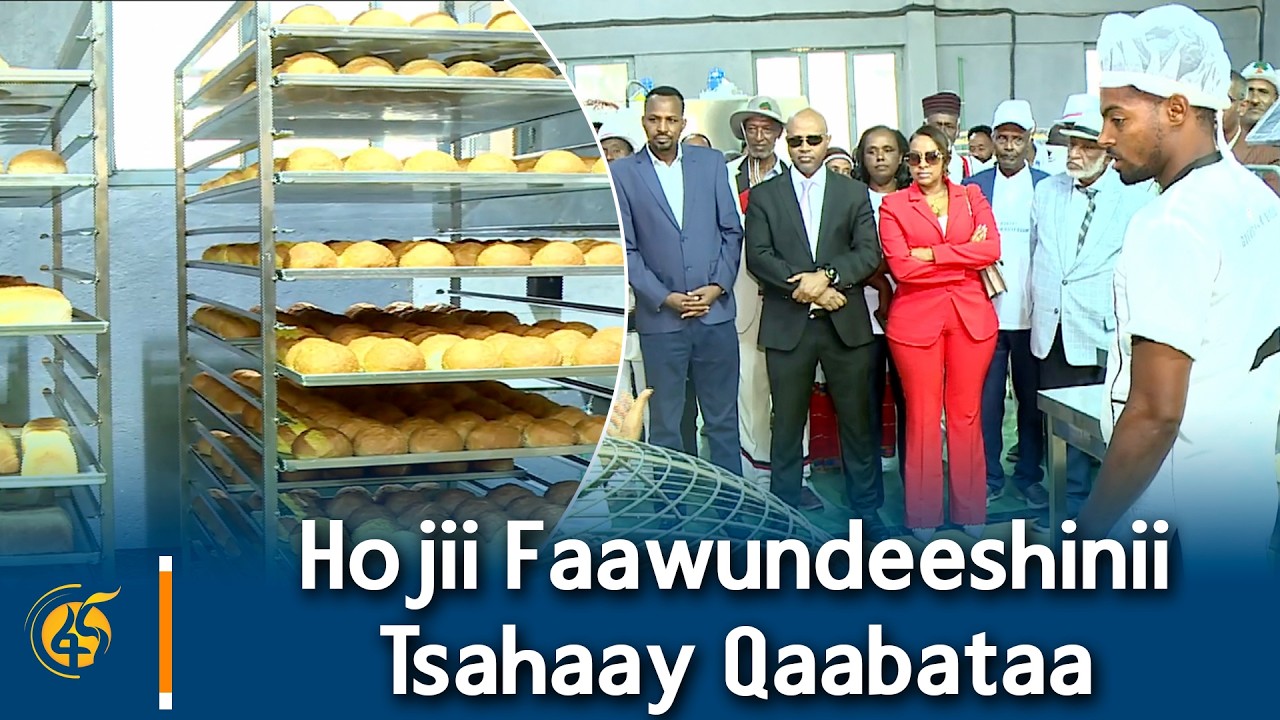 Hojii Faawundeeshinii Tsahaay Qaabataa