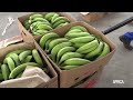 Le cameroun compte produire 10 millions de tonnes de banane plantain sans pesticides dici 2030