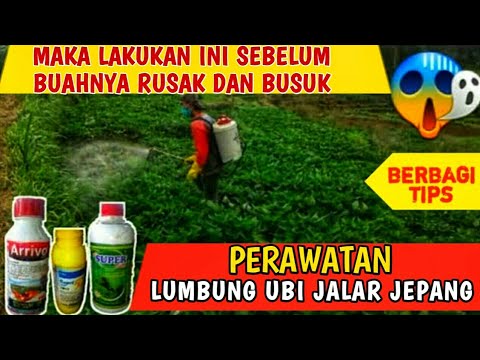 Video: Buah Hitam Ubi Jalar: Cara Mengendalikan Busuk Hitam Pada Tanaman Ubi Jalar