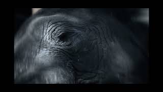 Disneynature Elephant Reflecting On Memories