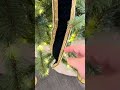Raz 2.5" X 5 Yds Navy Blue Velvet and Gold Trim Wired Christmas Ribbon R4671784