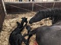 Birth of Lianne fan 'e Goëngamieden, the Friesian horse.