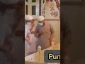 جبی شریف دربار