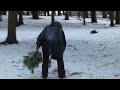 Парк до реконструкции — фасады, деревья, пауза#Минск #парк50летОктября #МТЗ #визуальнаяпауза #архи