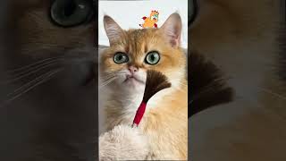 🎨 Watch This Cat Create Art with a DIY Paintbrush! You Won't Believe the Reaction! 🐾😻 #cat #art