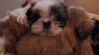 Shih Tzu Puppy Party