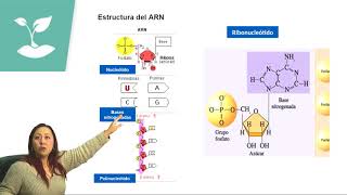 TRANSCRIPCIÓN Y TRADUCCIÓN DEL ADN/PSU BIOLOGÍA/CLASE N°26