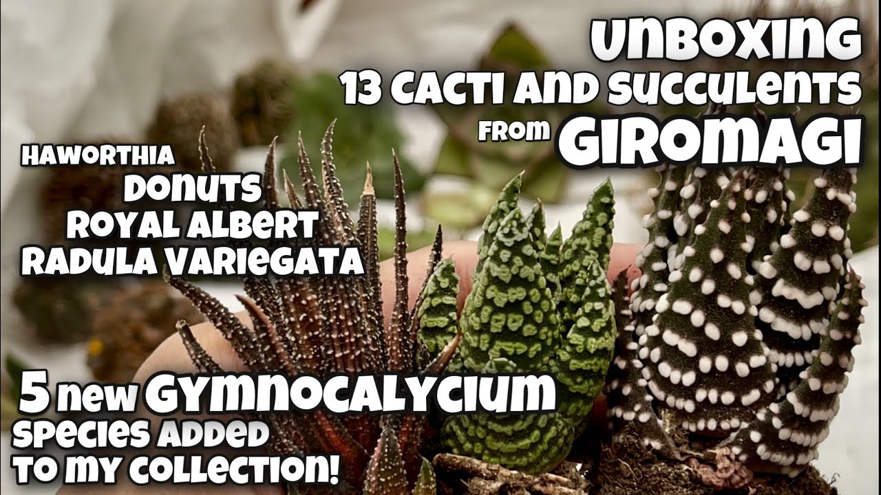 Unboxing Cacti and Succulents from Italy (Giromagi) | Dec 16 | 5  Gymnocalycium, 3 Haworthia and more
