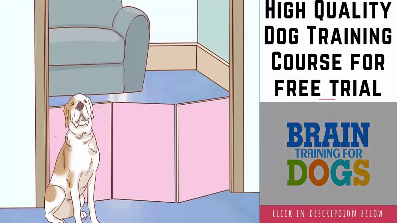 how to care for dogs ear infection YouTube